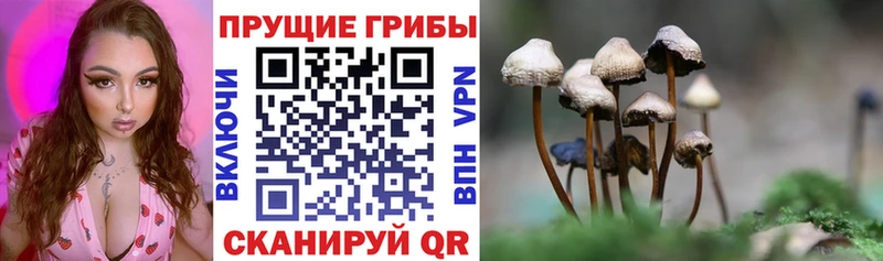 Галлюциногенные грибы Psilocybine cubensis  дарнет шоп  Унеча 